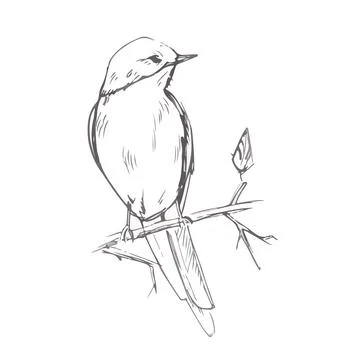 Bird pencil grey sketch vector illustration Stock Illustration