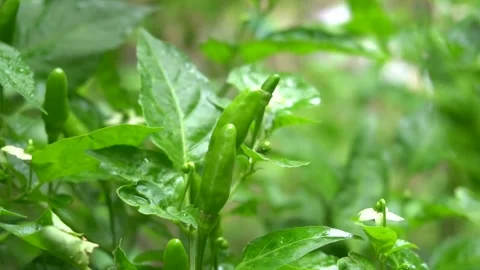 Bird-pepper tree with green Bird-pepper 库存影片 135961973