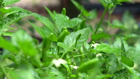 Bird-pepper tree with green Bird-pepper Stock Footage 135961975