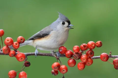 Bird on a perch with cherries Stock Photos