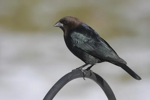 Bird on a perch Stock Photos