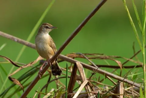 A bird in perch Stock Photos