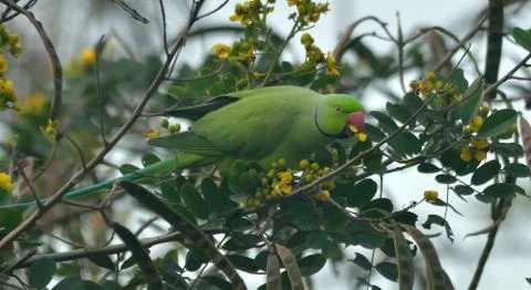 Bird in a  perch Stock Photos