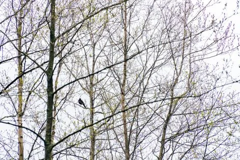 Bird Perched Among Bare Tree Branches in Early Spring Stock Photos