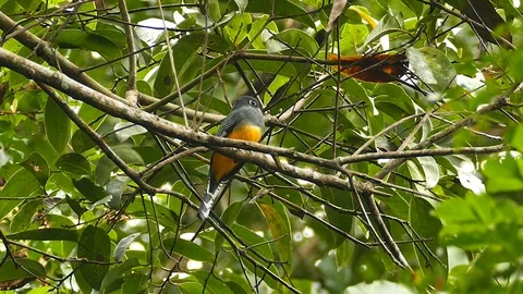Bird perched atop a light branch seen on rainforest background Stock Footage 123614931