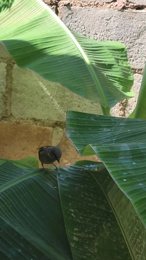 Bird perched on banana tree leaf in tropical backyard  Stock-Footage 329072612