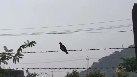 Bird Perched on Barbed Wire Against Urban Sky (Editorial) Stock Footage 323302906