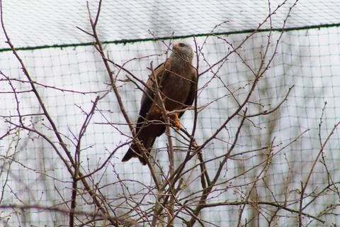 Bird Perched on Bare Branches Stock Photos