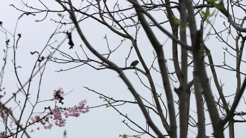 Bird Perched on Bare Tree Branch Flying Away Against Overcast Sky Stock Footage 340371405