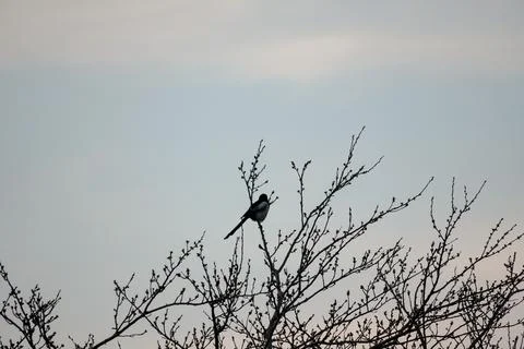 Bird Perched on Bare Tree Branches at Dusk Stock Photos