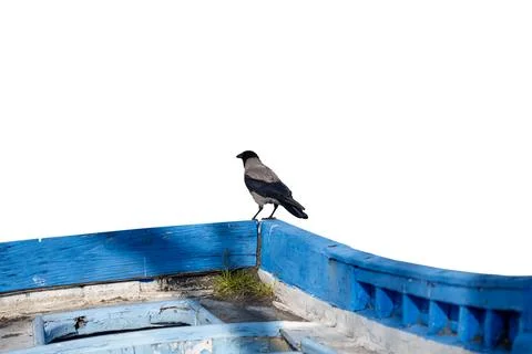 A bird is perched on a blue ledge Stock-Fotos