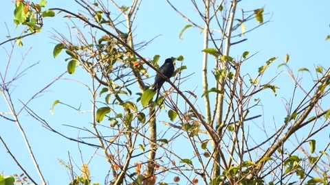 Bird perched on branch against clear blue sky. Nature and wildlife. Видео 264146119