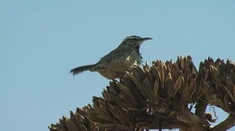 Bird Perched On A Branch Flays Away Stock-Footage 19053847