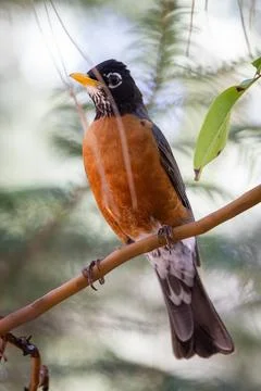 A bird is perched on a branch, looking down at the ground Stock Photos