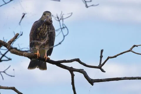 A bird is perched on a branch, looking down at its prey Stock Photos
