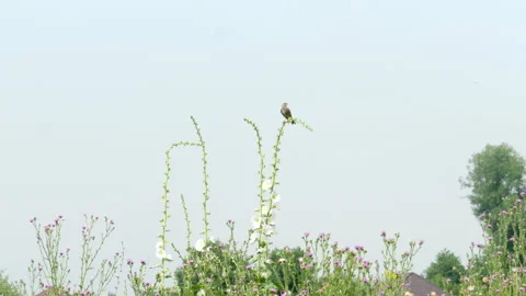 Bird is perched on a branch looking for insects Stock Footage 296904270