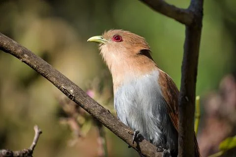 A bird is perched on a branch, looking up. Stock Photos