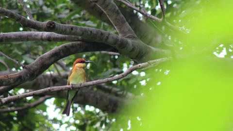 Bird perched on a branch, in nature, Chestnut-headed Bee-eater, Merops leschenau Video stock 337285221