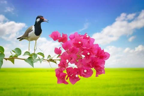 Bird perched on branch Stock Photos
