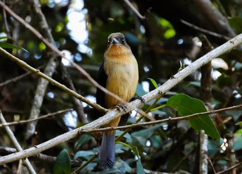 Bird perched on a branch. Stock Photos