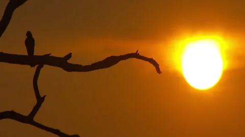 Bird perched on a branch, at sunset Stock Footage 32550444