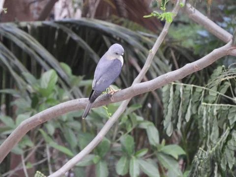 A bird perched on branch of the tree Stock Photos