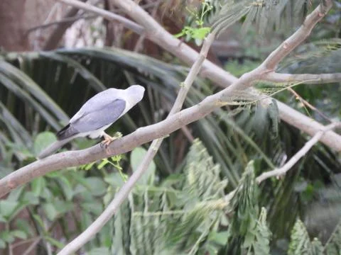 A bird perched on branch of the tree Foto stock