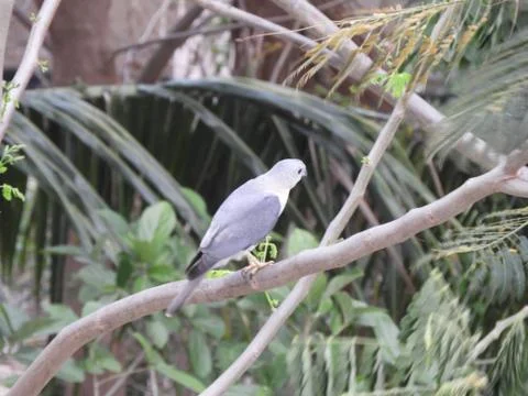 A bird perched on branch of the tree Stock Photos