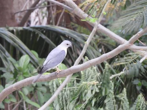 A bird perched on branch of the tree Stock Photos