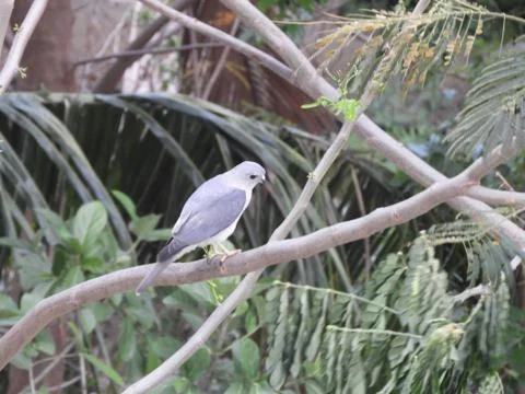 A bird perched on branch of the tree Foto stock