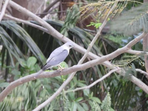A bird perched on branch of the tree Stock Photos