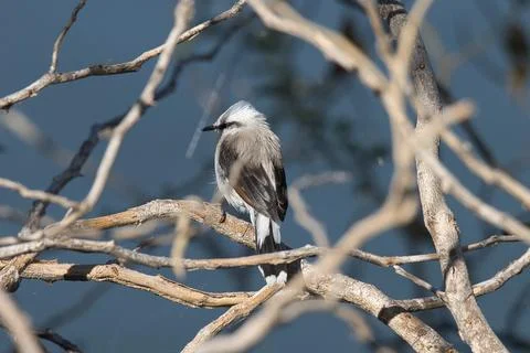 A bird is perched on a branch in a tree Stock Photos