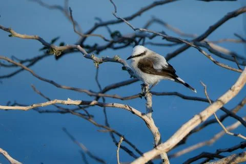 A bird is perched on a branch in a tree Stock Photos