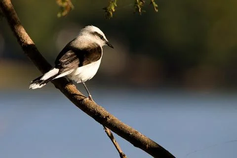 A bird is perched on a branch in a tree Stock Photos