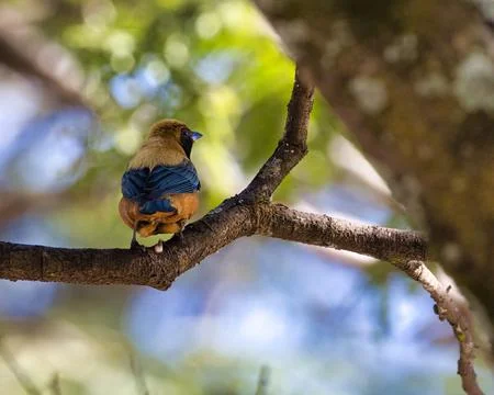 A bird is perched on a branch in a tree Stock Photos