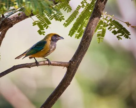 A bird is perched on a branch in a tree Stock Photos