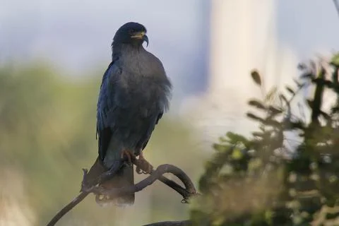 A bird is perched on a branch in a tree Stock Photos
