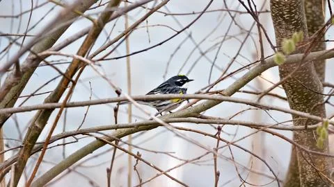 A bird is perched on a branch in a tree Stock Photos