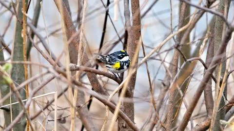 A bird is perched on a branch in a tree Stock Photos