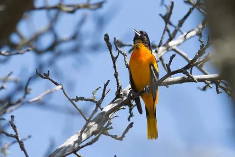 A bird is perched on a branch in a tree Foto stock