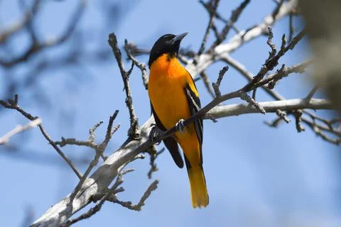 A bird is perched on a branch in a tree Stock Photos