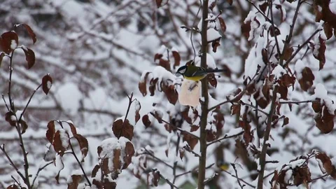 Bird perched on a branch. Winter in the forest. Stock Footage 71553122