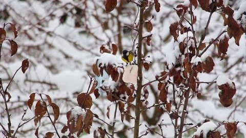 Bird perched on a branch. Winter in the forest. Stock Footage 71558285