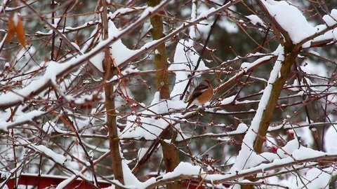 Bird perched on a branch. Winter in the forest. 库存影片 71558980