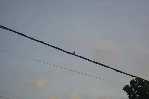 A bird perched on a cable in the afternoon Stock Photos