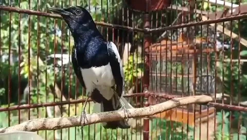 Bird Perched on The Cage - Magpie Robin Stock Footage 312622985