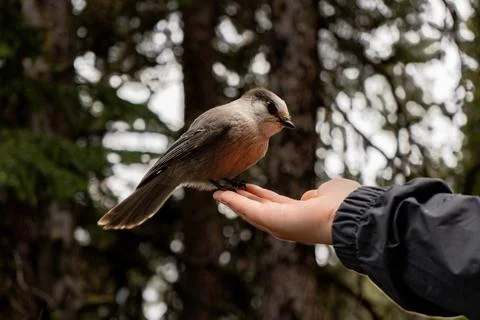 Bird perched calmly on hand Stock Photos