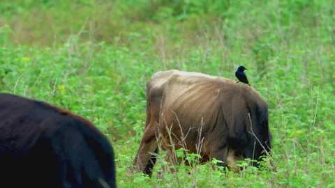 Bird perched on cow Stock Footage 322723516