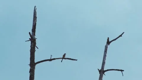 Bird perched on dead tree branch under clear sky in Zapotepetl Nevado de Stock Footage 345511191