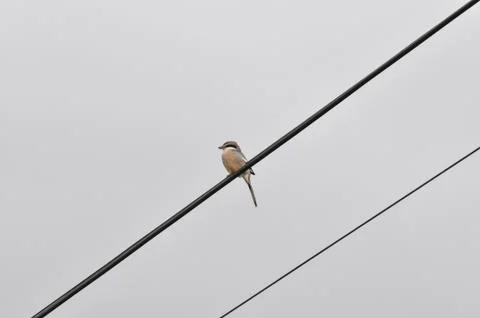 Bird perched on electric wire Stock Photos